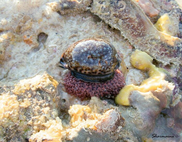 A mollusk shell on a coral reef, highlighting the ocean's mysterious and scary underwater life.