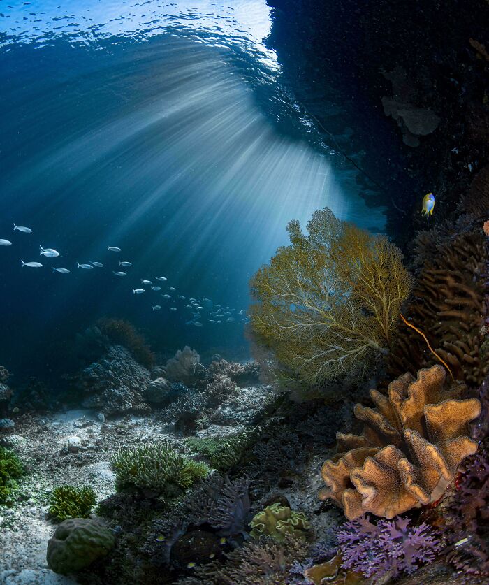 Sunlight filters through ocean water, illuminating coral and fish in a stunning underwater scene.