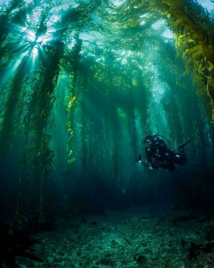 Scuba diver exploring eerie underwater kelp forest, with sunlight filtering through the ocean.