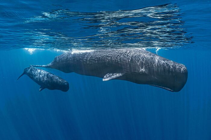 Two large whales swimming gracefully underwater in the ocean depths.