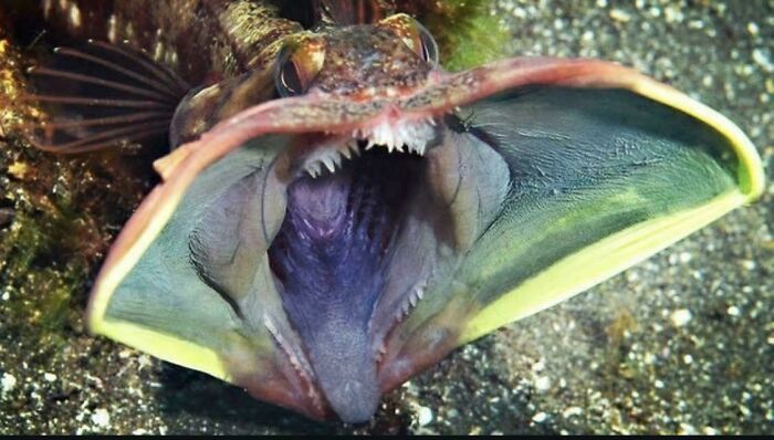 Terrifying ocean creature with a wide open mouth, showcasing sharp teeth and detailed gills, on the ocean floor.