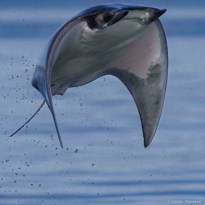 A ray jumps out of the ocean, showcasing the eerie beauty and mystery beneath the waves.