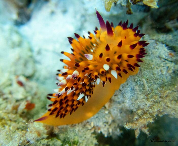 Colorful sea creature with spiky orange and black pattern crawling on the ocean floor.