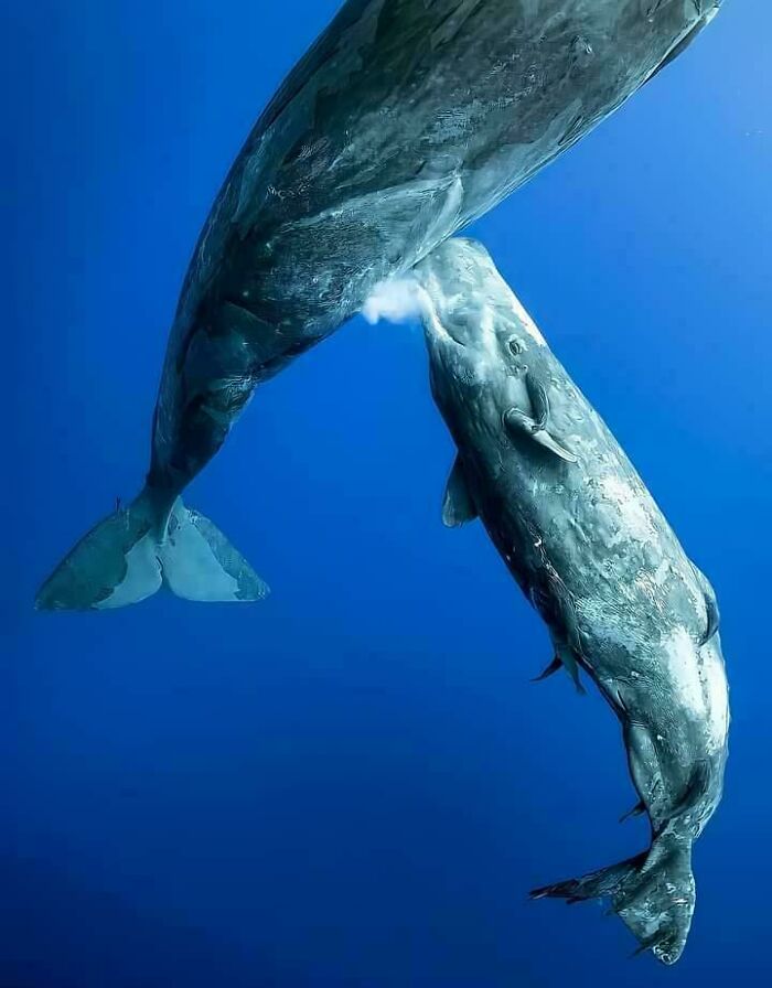 Baby whale nursing from mother underwater, illustrating ocean's vastness and mystery.