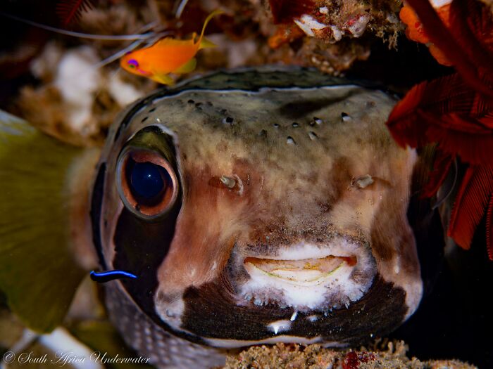 Scary ocean creature with large eyes and a unique mouth, surrounded by colorful coral and a small fish nearby.