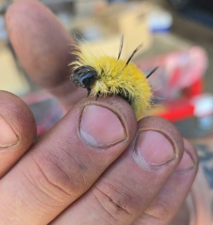 Dedos sosteniendo una oruga amarilla, sin notar su peligro potencial.