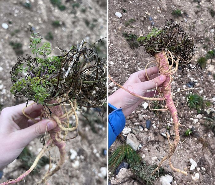 Persona sosteniendo una raíz con plantas enredadas en un terreno montañoso, sin darse cuenta del peligro.