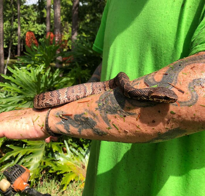 Persona sosteniendo una serpiente en su brazo tatuado, sin darse cuenta del peligro potencial.