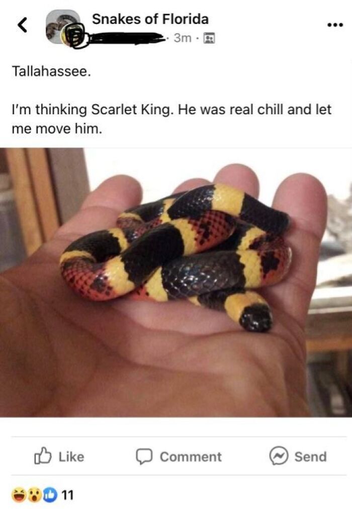 Person holding a Scarlet King snake, showcasing its colorful and potentially dangerous appearance.