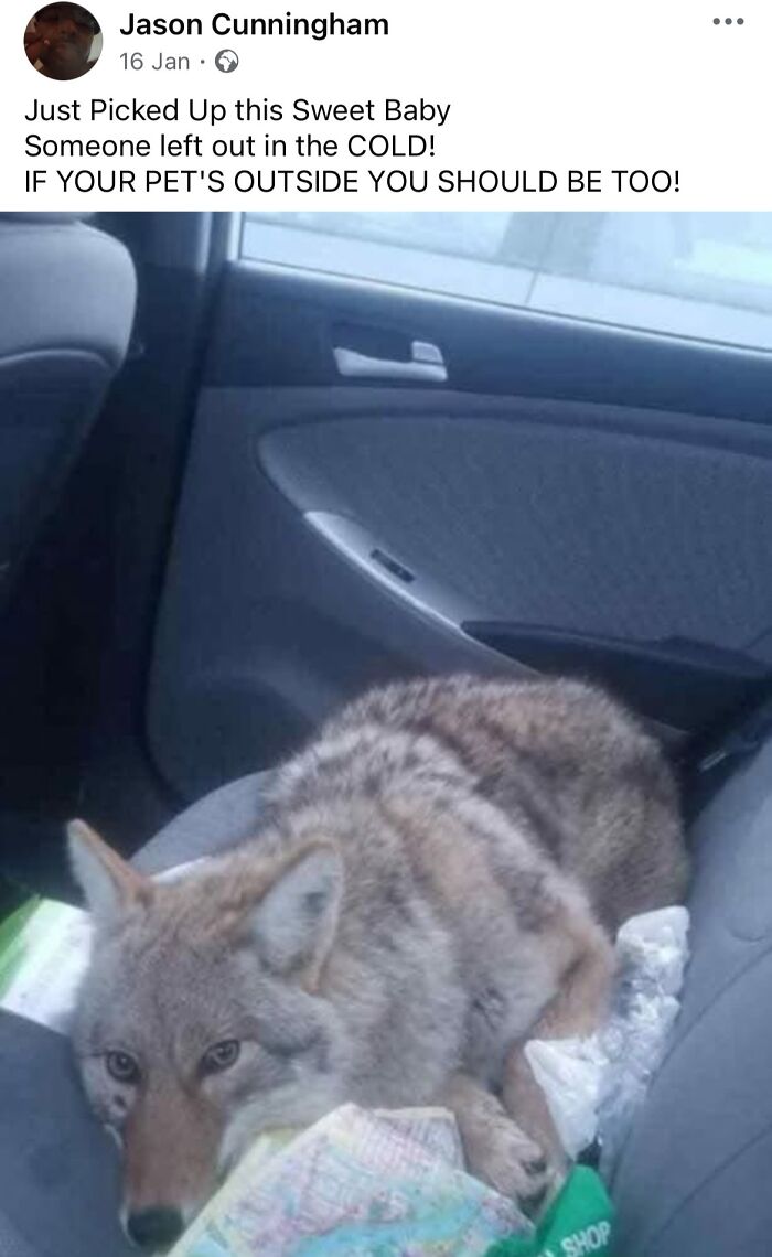 A coyote rests in a car seat, likely a dangerous encounter, highlighting risks with wildlife.