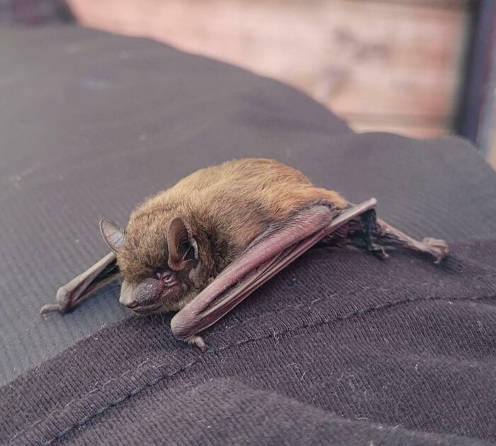 A small bat resting on dark fabric, capturing a potentially dangerous moment with wildlife.