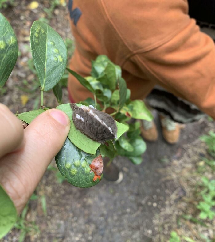 Persona sosteniendo una hoja con insecto peligroso en un entorno natural.