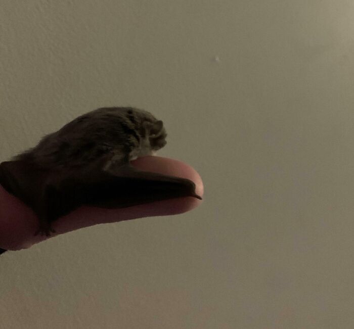 Person holding a small bat on their finger, capturing a dangerous moment.