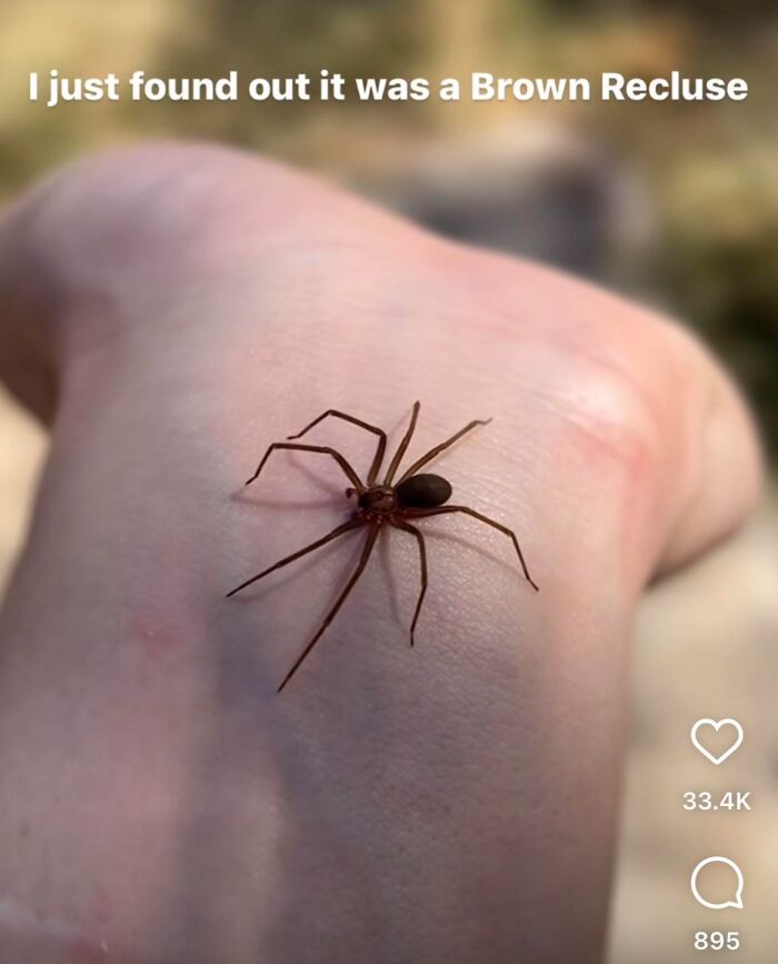 Dangerous brown recluse spider on a person's hand in close-up image.