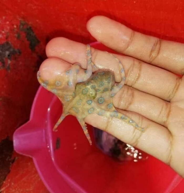 Person holding a small blue-ringed octopus, identified as dangerous, over a red container.