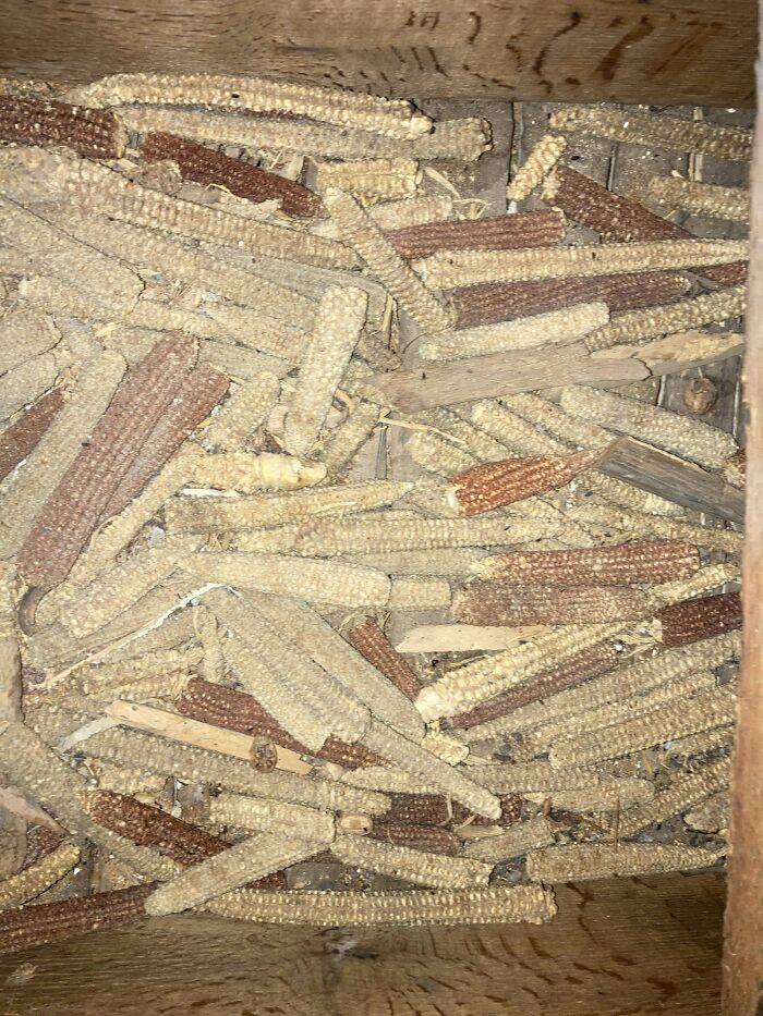 Corn cobs found hidden in an old wooden box, one of the creepy things discovered in a home.
