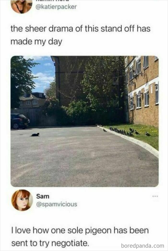 A funny, relatable meme of pigeons and a cat in a standoff, with sarcastic tweets adding humor to the scene.