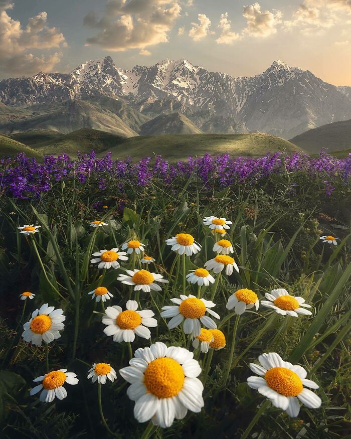 Mountain landscape with daisies and purple flowers in the foreground, capturing a beautiful natural scene.