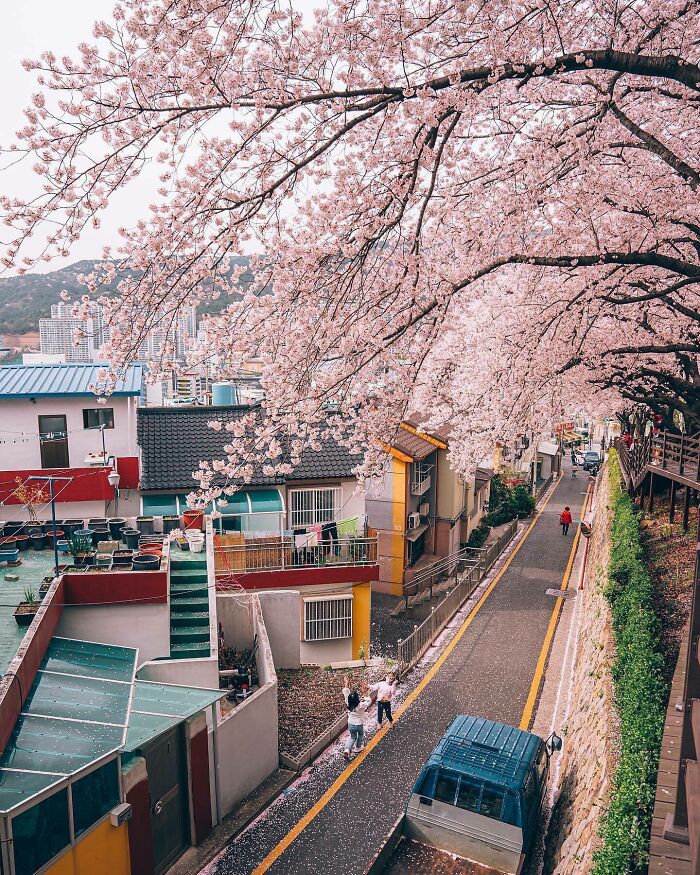 Charming street lined with cherry blossoms, showcasing a beautiful place discovered by travelers.