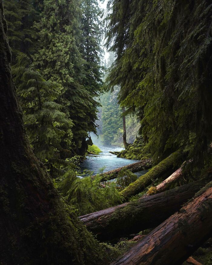 Lush forest with tall trees and a serene river, showcasing nature's beautiful places.