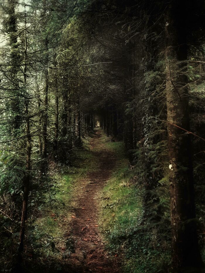 A serene forest path surrounded by lush green trees, showcasing one of the most beautiful places discovered.