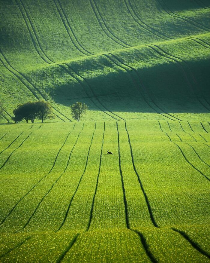 Rolling green hills with a solitary deer amid the landscape, showcasing beautiful places and nature's tranquility.