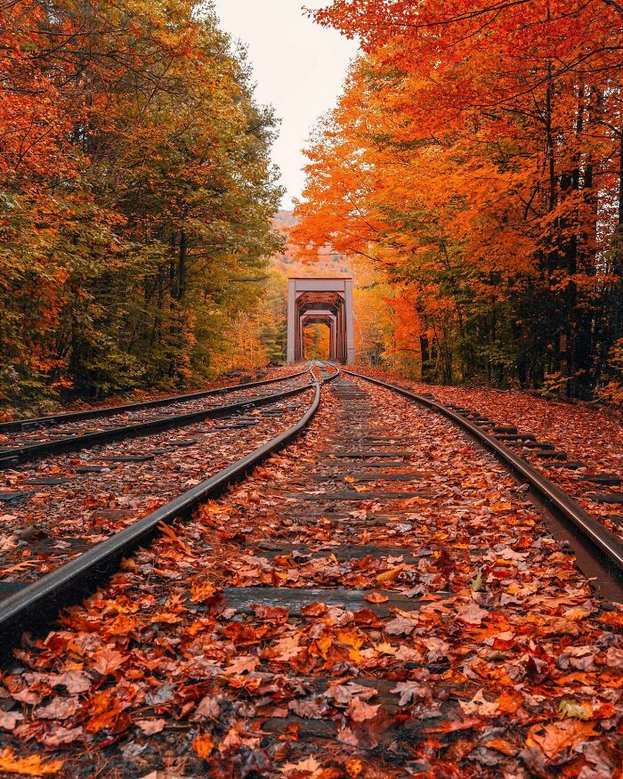 Autumn leaves cover a railway leading through vibrant forest to a distant bridge, showcasing beautiful places discovered.