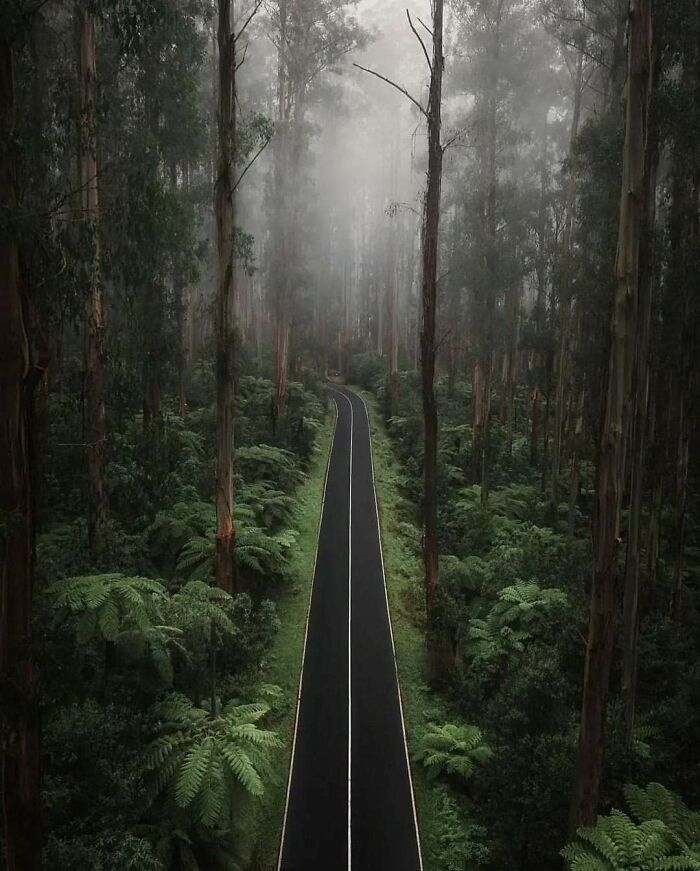 A misty road winding through a dense, serene forest, showcasing one of the most beautiful places discovered.