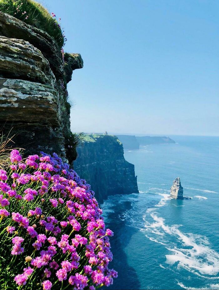 Cliffs adorned with pink flowers overlooking the ocean, showcasing a beautiful place.