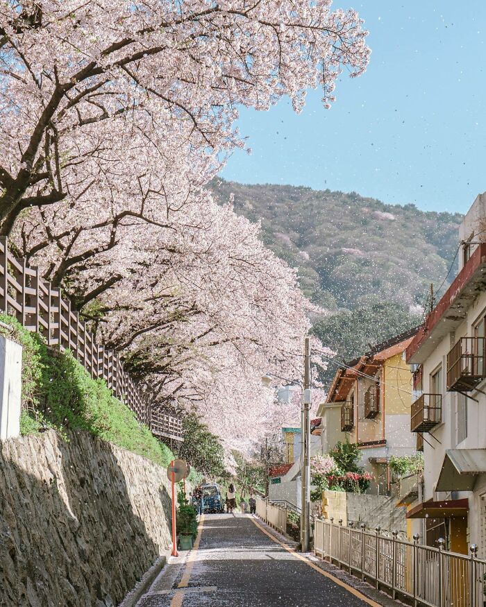 Cherry blossoms line a picturesque street with mountainous scenery, capturing the beauty of nature's wonders.