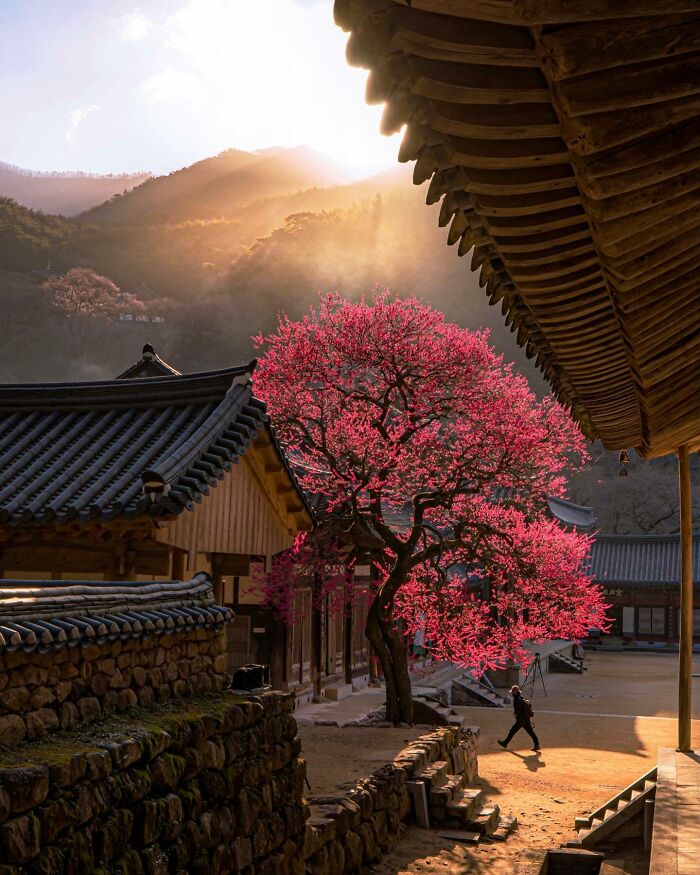 Courtyard with vibrant pink tree under golden sunlight, nestled in a beautiful place surrounded by mountains.