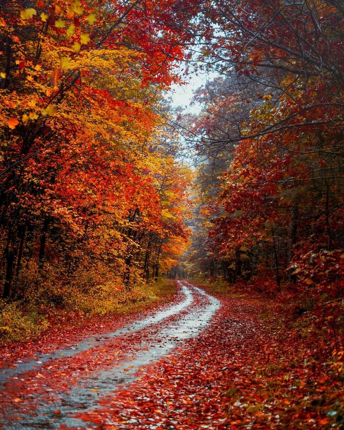 Winding path covered with vibrant autumn leaves in a beautiful, tranquil forest.