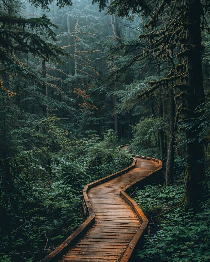 Winding wooden path through lush green forest, showcasing a beautiful place discovered in nature.