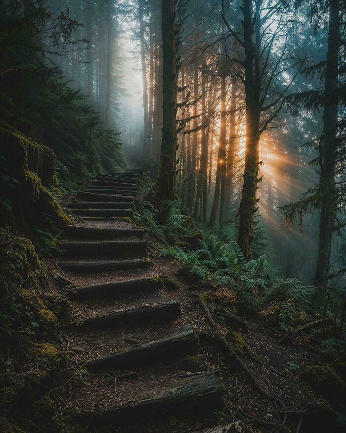 Forest path with wooden steps, sunbeams filtering through tall trees, surrounded by lush greenery; a beautiful place discovered.