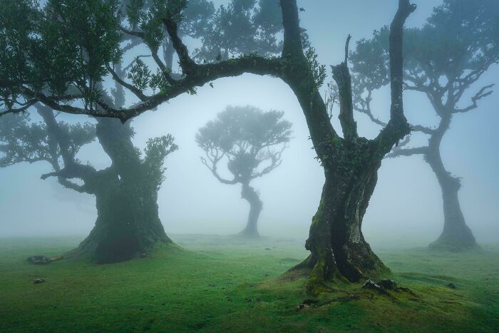 Misty forest landscape with ancient, twisted trees on vibrant green grass.