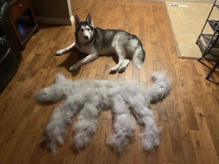 Dog next to a large pile of fur on wooden floor, humorously mimicking its shape.