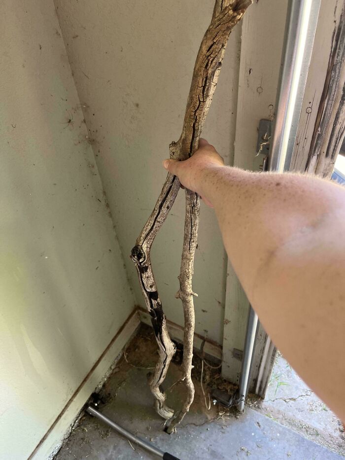 A man humorously holding a snake-like tree branch in a corner of a garage.