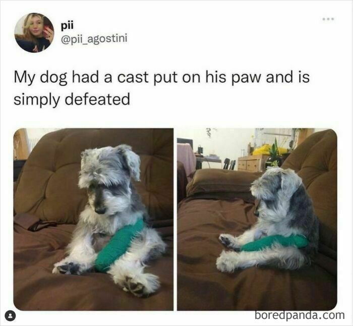 Dog with green cast on paw sitting on a couch, looking defeated.