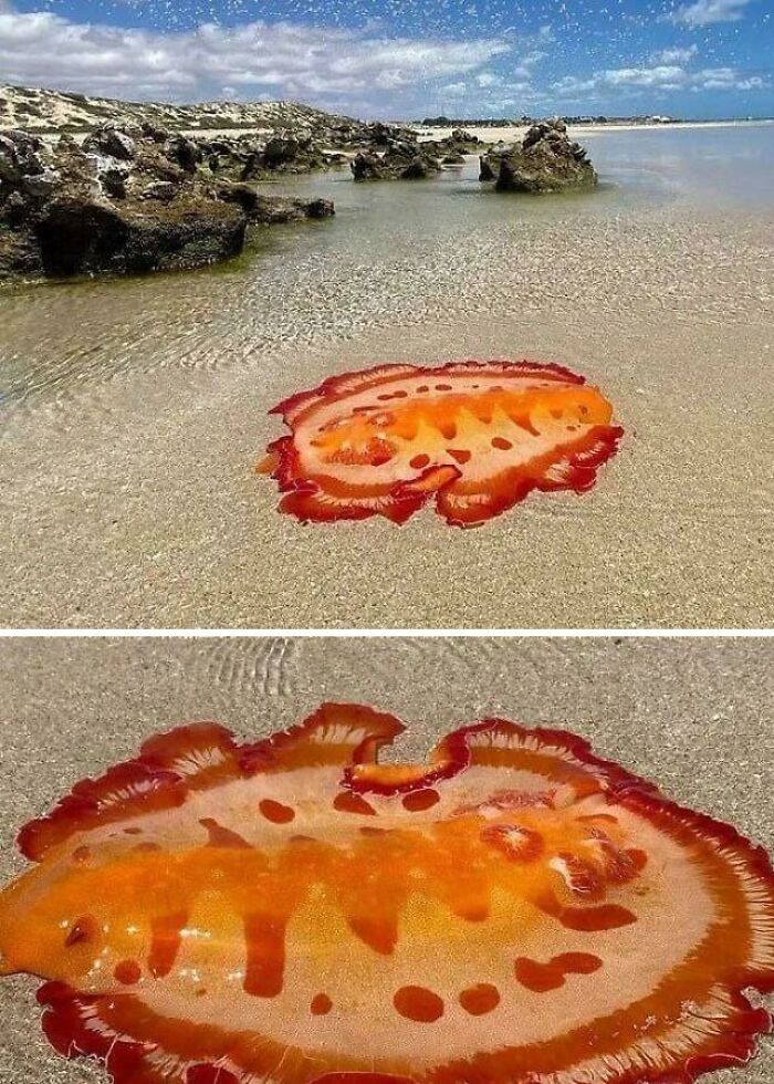 Bright orange sea creature on a sandy beach, highlighting ocean's scary side.