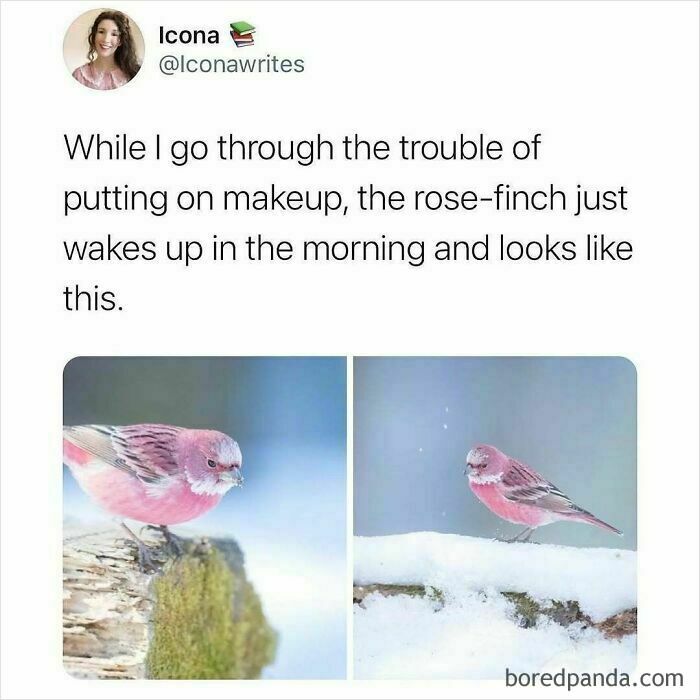 Millennial humor meme comparing makeup routine to a naturally beautiful rose-finch.