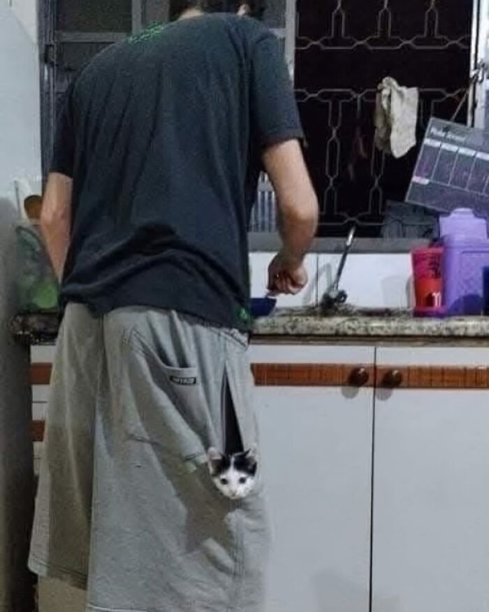 Man in kitchen with a small cat peeking out of his pocket, from a funny random image collection.