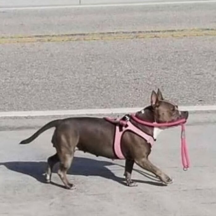Dog walking itself with a pink leash in its mouth on the sidewalk, showcasing funny random images from Instagram accounts.