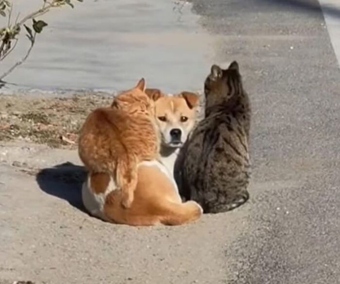 Dog surrounded by three cats on a sunny sidewalk, captured in a funny random Instagram image.