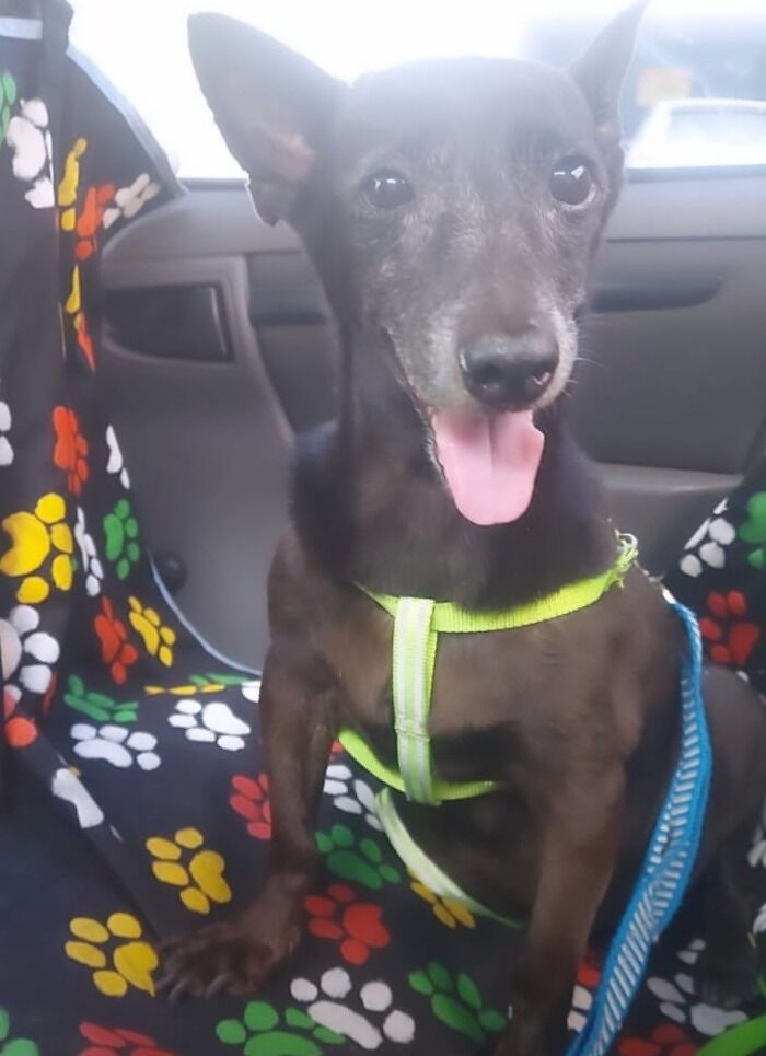 Dog in a pet taxi wearing a green harness, sitting on a colorful paw-print seat cover.
