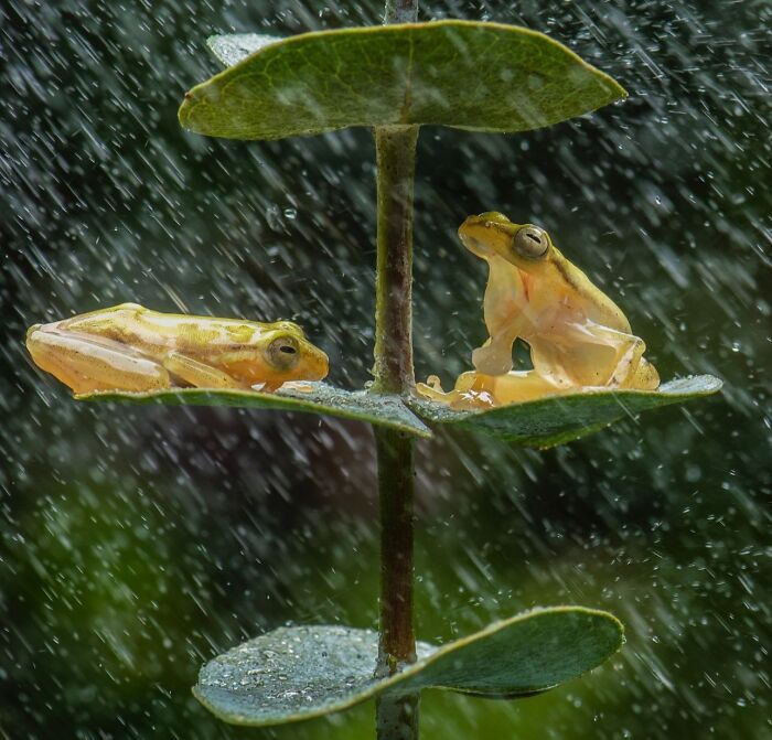 Two frogs on leaves in rain captured in stunning wildlife photography.