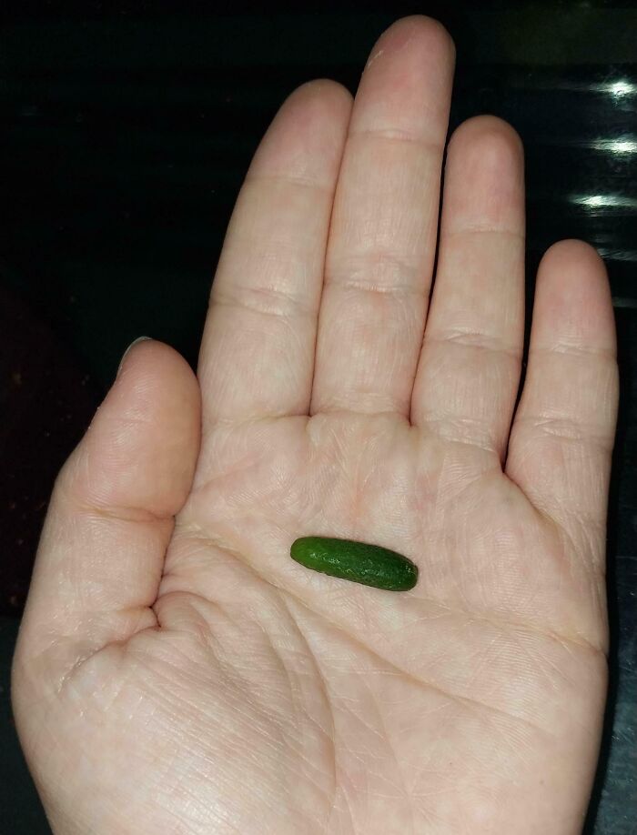 Close-up of a hand holding a tiny green object that looks like a small cucumber, appearing fake at first glance.