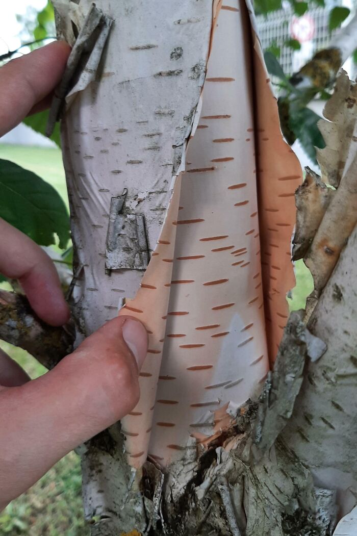 Peeling birch bark reveals smooth, inner layer, showcasing nature's real yet seemingly fake appearance.