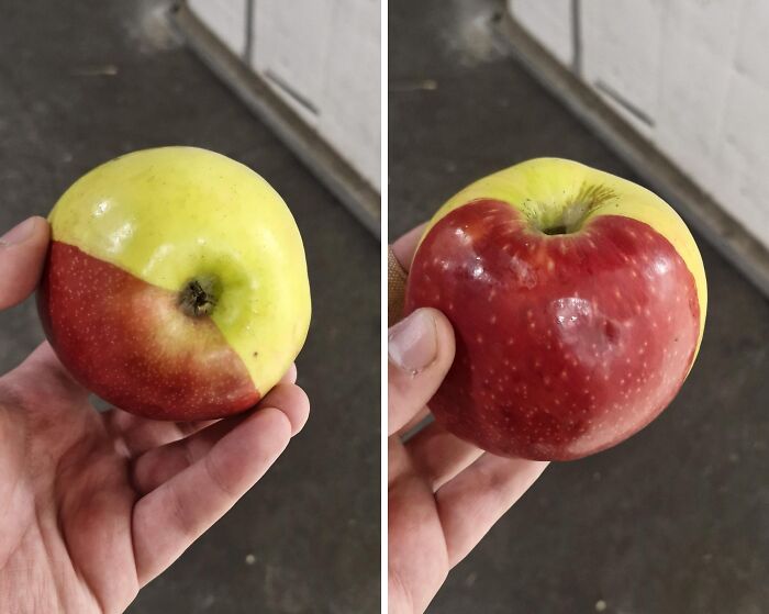 Yellow-red apple with unusual split color, held in hand, strange but real appearance.