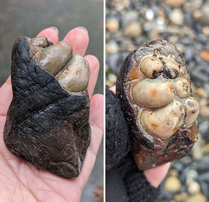 Unusual rock formation resembling a paw, showcasing nature's unexpected artistry in real appearance.