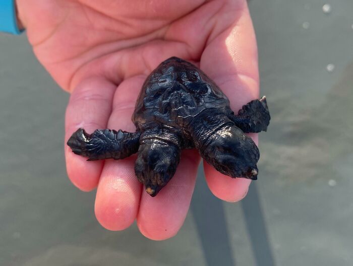 Hand holds a real two-headed turtle, appearing fake at first glance.